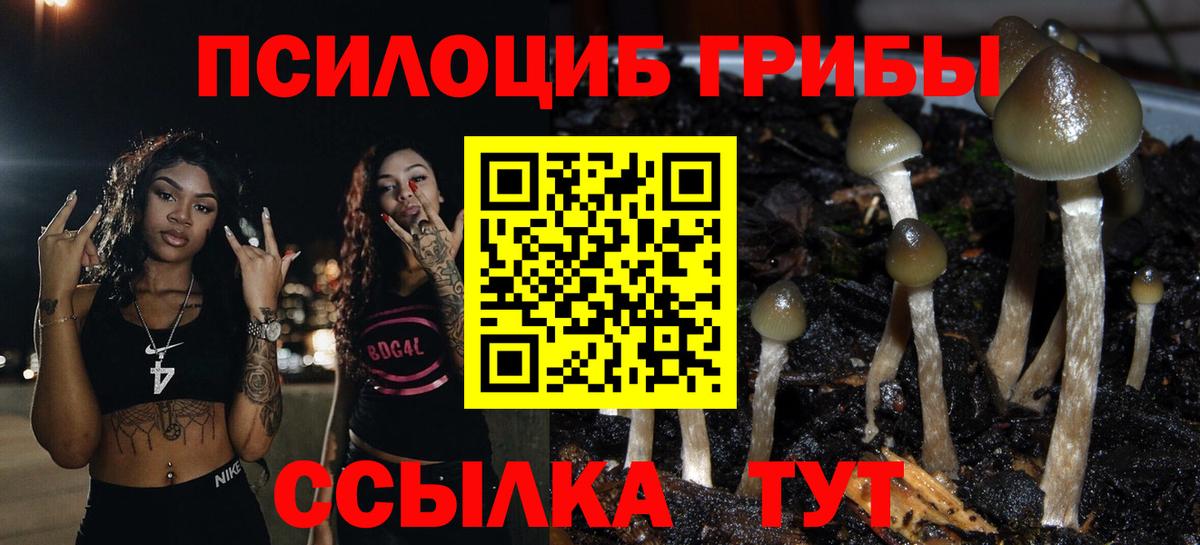 Невинномысск  Псилоцибиновые грибы Psilocybine cubensis  Вход с VPN 